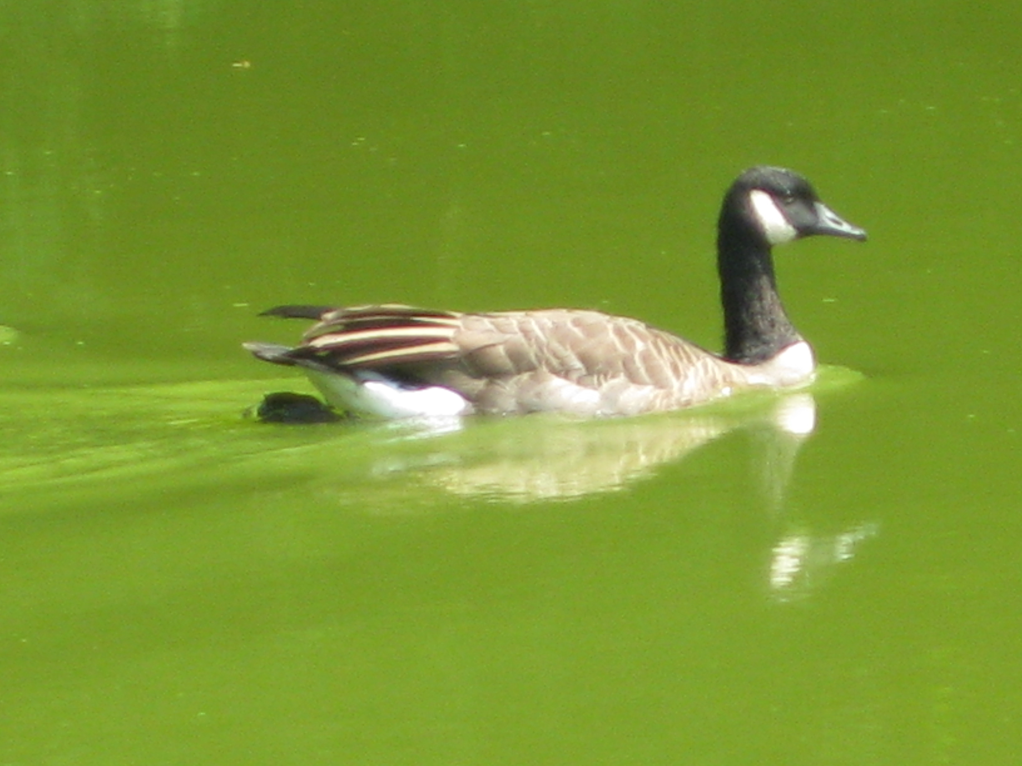 are not as good due to the camera, but it was certainly fun to